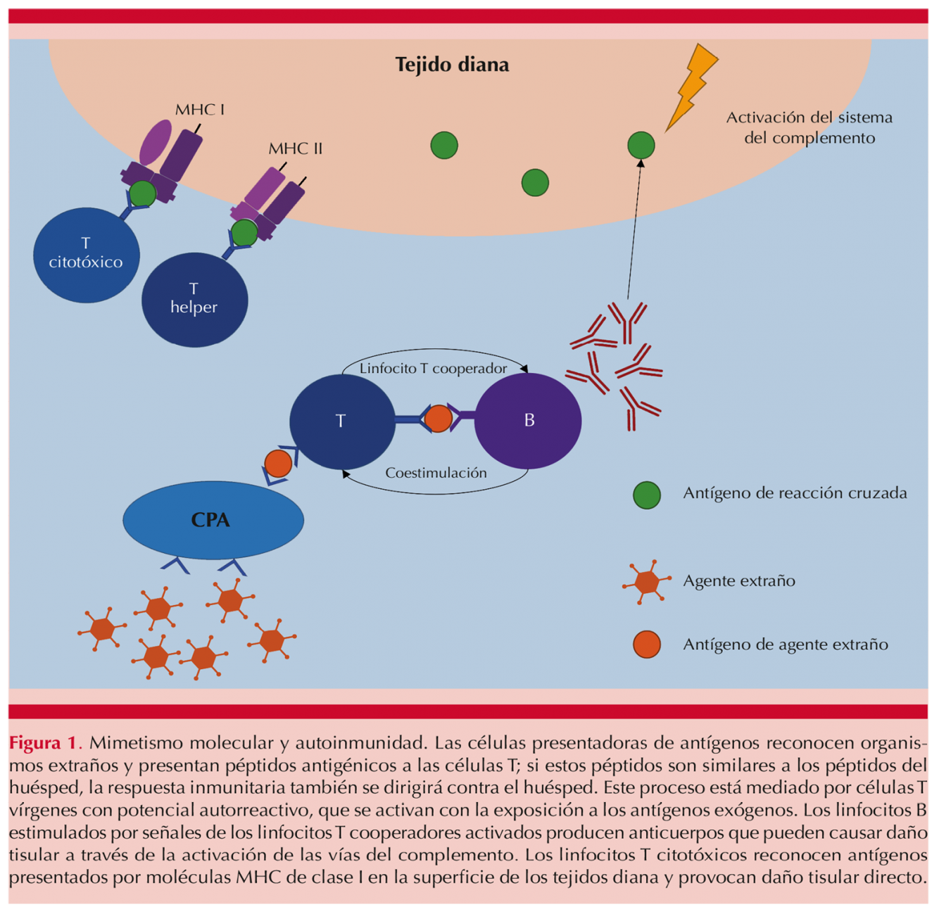 HLA en la dermatología mexicana Dermatología Revista mexicana